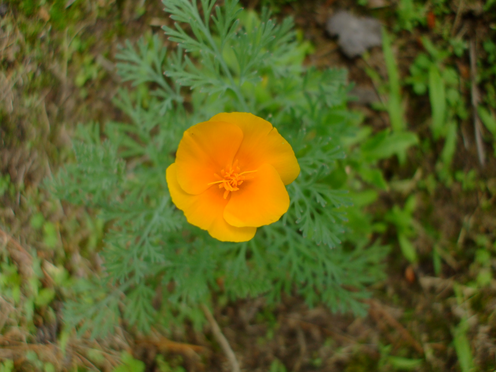 Eschscholzia californica